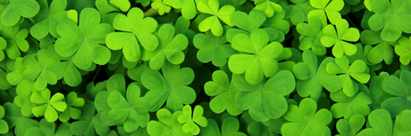 A photo of lucky clovers up close