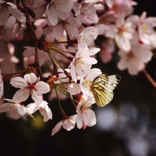 Hawaiian Honey Blossom Fragrance Oil - Reformulated-NI Candle Supplies LTD